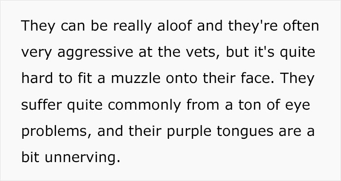 Veterinary Surgeon Reveals Cat And Dog Breeds He'd Never Buy And Explains Why Veterinary Surgeon Reveals Cat And Dog Breeds He'd Never Buy And Explains Why