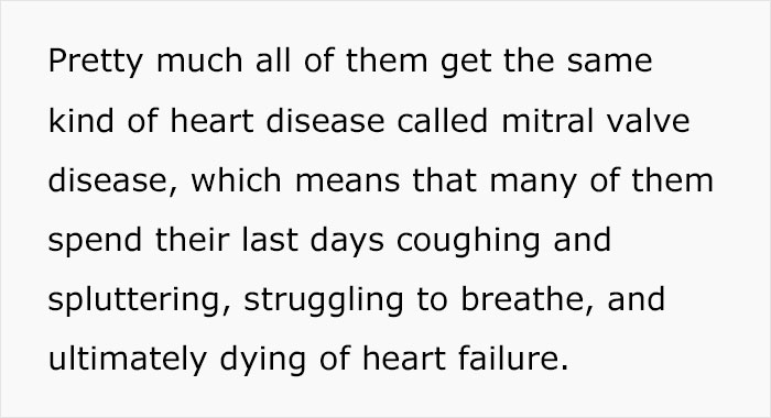 Veterinary Surgeon Reveals Cat And Dog Breeds He'd Never Buy And Explains Why Veterinary Surgeon Reveals Cat And Dog Breeds He'd Never Buy And Explains Why