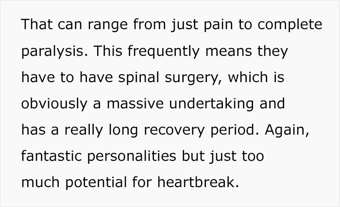 Veterinary Surgeon Reveals Cat And Dog Breeds He'd Never Buy And Explains Why Veterinary Surgeon Reveals Cat And Dog Breeds He'd Never Buy And Explains Why