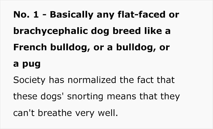 Veterinary Surgeon Reveals Cat And Dog Breeds He'd Never Buy And Explains Why Veterinary Surgeon Reveals Cat And Dog Breeds He'd Never Buy And Explains Why