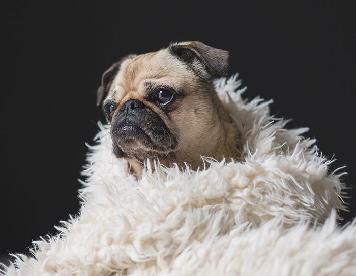 Veterinary Surgeon Reveals Cat And Dog Breeds He'd Never Buy And Explains Why Veterinary Surgeon Reveals Cat And Dog Breeds He'd Never Buy And Explains Why