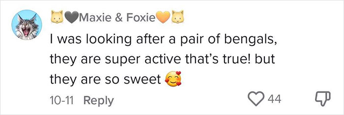 Veterinary Surgeon Reveals Cat And Dog Breeds He'd Never Buy And Explains Why Veterinary Surgeon Reveals Cat And Dog Breeds He'd Never Buy And Explains Why