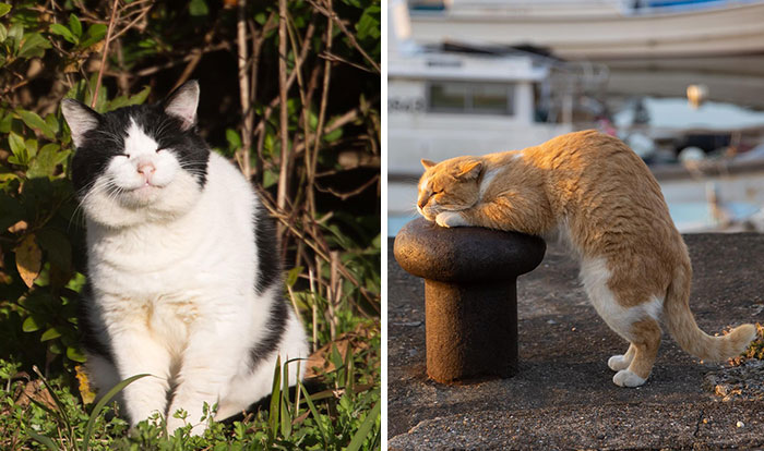 50 Hilariously Adorable Pictures Of Stray Cats As Captured By This Japanese Photographer (50 New Pics)
