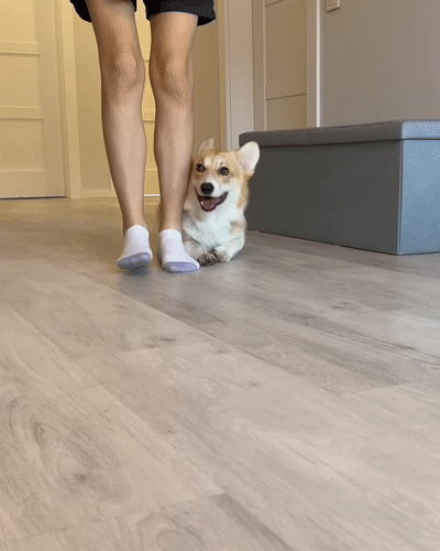 Meet Kobis - A Corgi That Knows Over 60 Tricks Including Riding A Skateboard, Painting, Playing Basketball And More