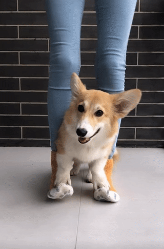 Meet Kobis - A Corgi That Knows Over 60 Tricks Including Riding A Skateboard, Painting, Playing Basketball And More