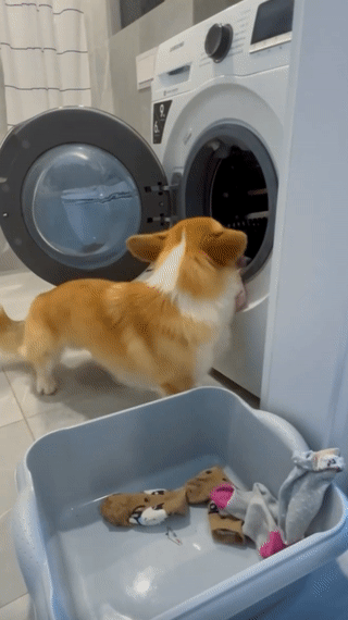 Meet Kobis - A Corgi That Knows Over 60 Tricks Including Riding A Skateboard, Painting, Playing Basketball And More