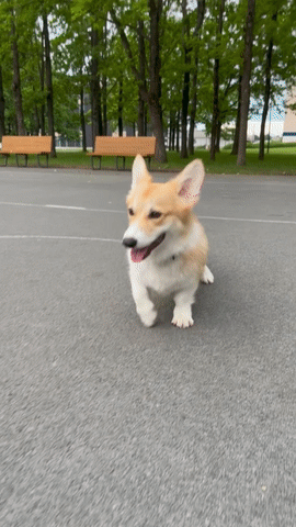 Meet Kobis - A Corgi That Knows Over 60 Tricks Including Riding A Skateboard, Painting, Playing Basketball And More