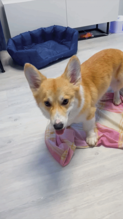 Meet Kobis - A Corgi That Knows Over 60 Tricks Including Riding A Skateboard, Painting, Playing Basketball And More