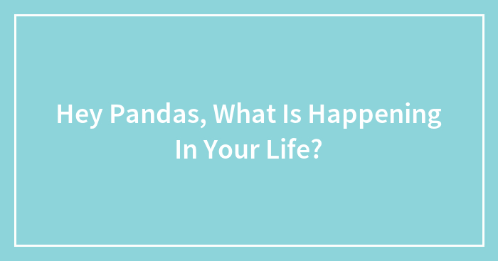 Hey Pandas, What Is Happening In Your Life?