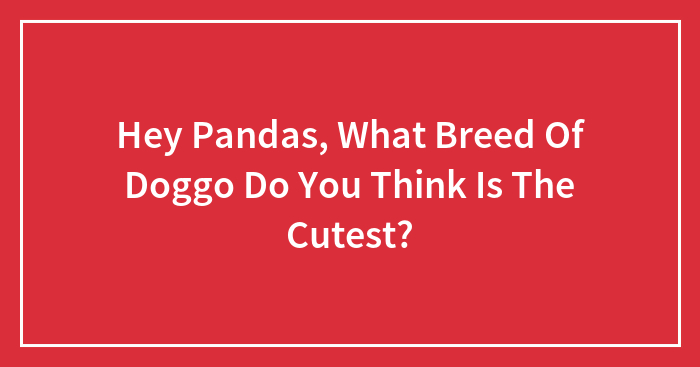 Hey Pandas, What Breed Of Doggo Do You Think Is The Cutest? (Closed)