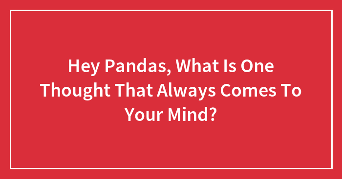 Hey Pandas, What Is One Thought That Always Comes To Your Mind? (Closed)