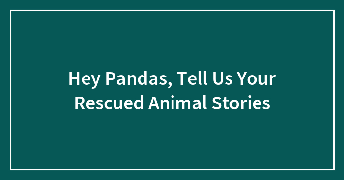 Hey Pandas, Tell Us Your Rescued Animal Stories (Closed)