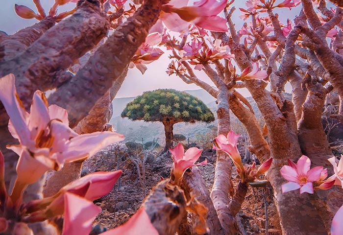 I Explored Socotra Island — A Place Unlike Anywhere Else (30 Pics)