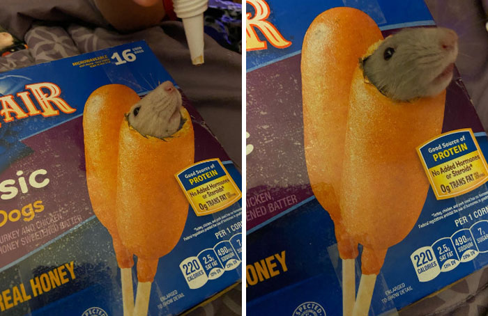 Some Cornrats For Your Enjoyment