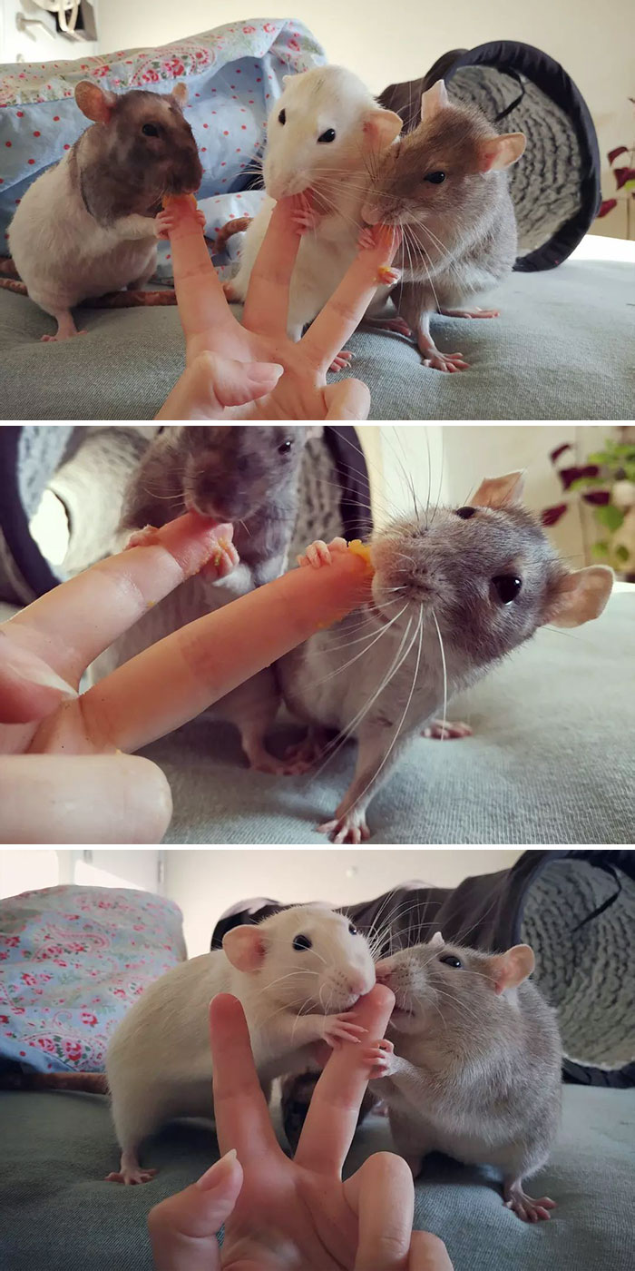 The Only Way To Get Them All Together For A Picture Whilst Awake