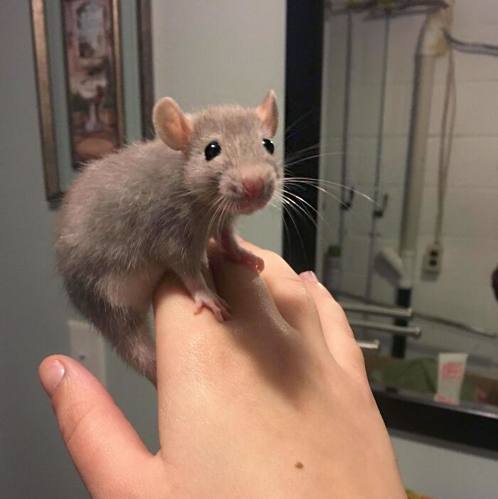 After Being Ratless For 2.5 Years, I Picked Up This Little Girl Today