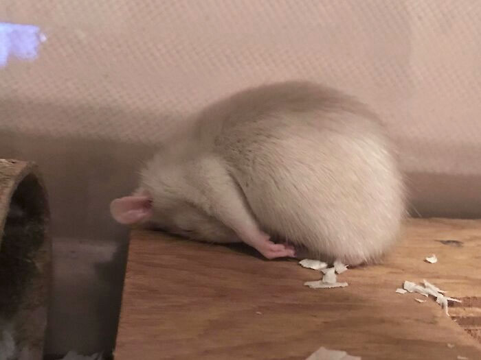 Here Is My Girlie Karma In Her Famous Sleeping Position