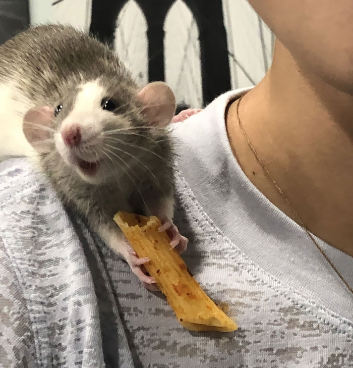 Look At This Photo Of My Rat After I Gave Him Pasta