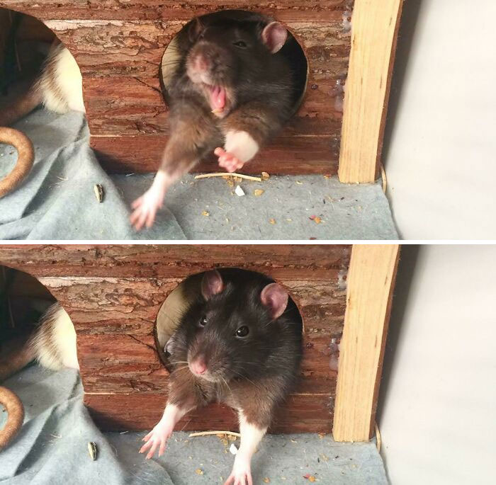 Being A Rat Is Tiring Work