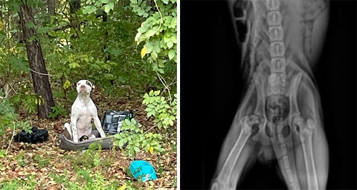 Abandoned Puppy Gets Another Chance At Happiness When Loving People Take Him Into Their Care