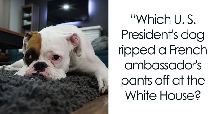 Fun Dog Trivia About All The Good Bois And Gals