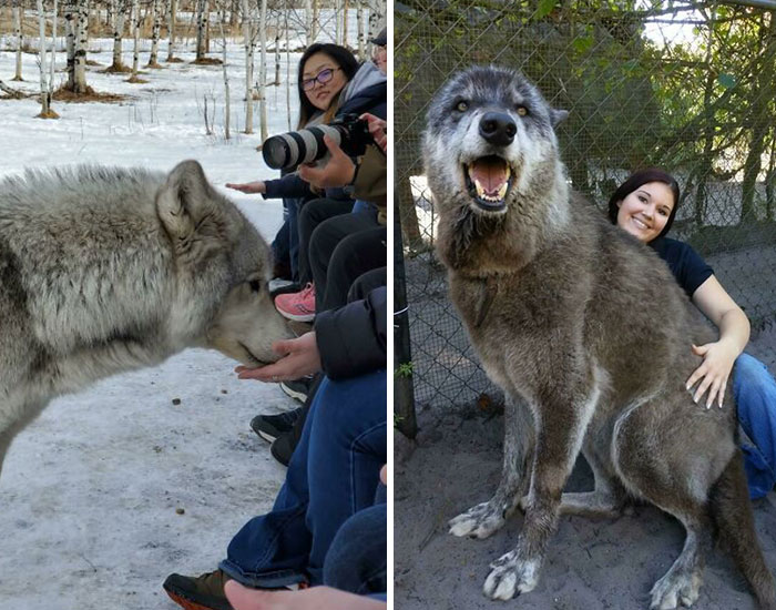 45 Perros parecidos a los lobos que en realidad son grandes y cariñosos peluditos