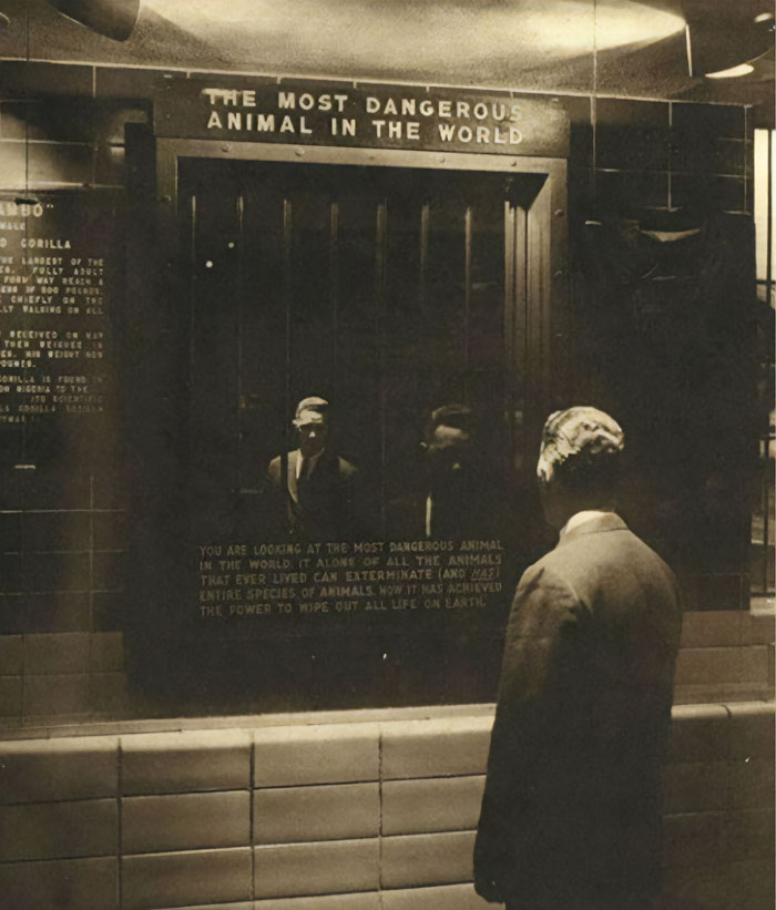 The Most Dangerous Animal In The World. Exhibition In The Bronx Zoo, 1960s