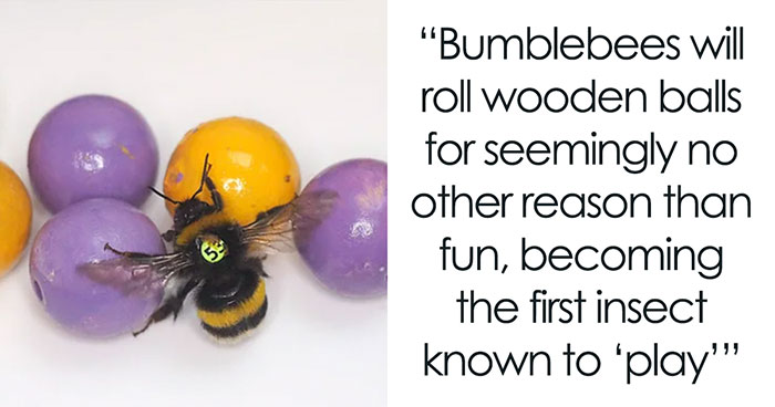 40 Lesser-Known Facts About Animals That Made People Say ‘Aww’ (New Pics)