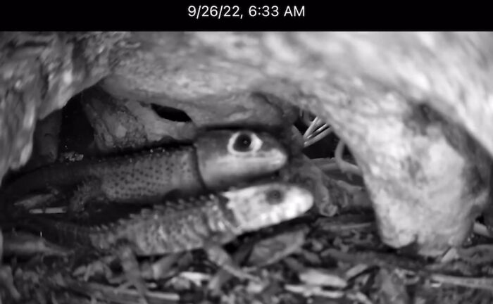 Unlike Most Reptiles, Crocodile Skinks Care From Their Young Long After Hatching. This Mother Is Nuzzling Her 4 Month Old Baby