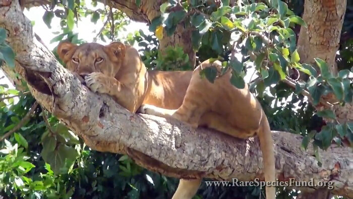 So-Called Ishasha Lions Are A Small Group Of Habitually Tree-Climbing Lions That Inhabit Queen Elizabeth National Park In Uganda. They Are Not Regarded As A Separate Subspecies Of Lion, However, Their Arboreal Proclivity Delineates Them Behaviorally From Other Lions Which Are Mainly Ground Dwelling