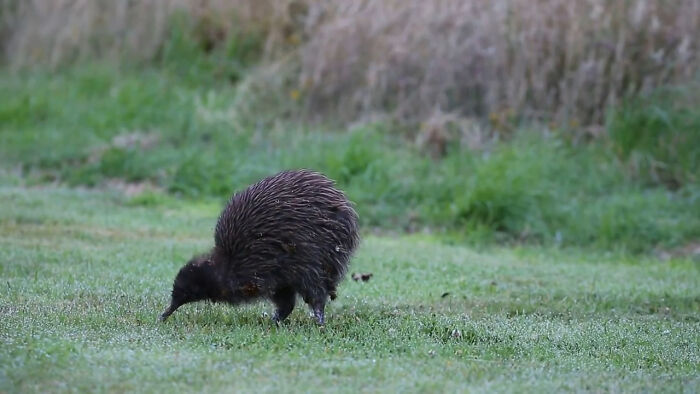 Kiwis Are The Only Birds With External Nostrils Located At The Ends Of Their Beaks, About 3mm From The Tip. Surrounding The Nostrils Are Sensory Pits Which Also Help Kiwis Find Food Which Consists Of Worms, Larvae And Fallen Fruit. This Southern Brown Kiwi Or Tokoeka Is Feeding In The Early Morning