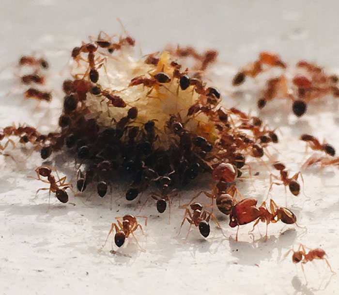 People Share 33 Random Facts That May Sound Fake But Aren't, As Shared In This Online Thread