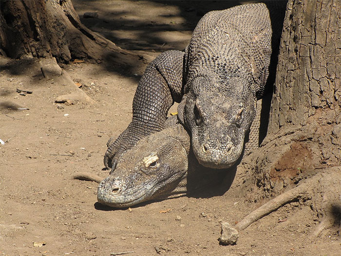 People Share 33 Random Facts That May Sound Fake But Aren't, As Shared In This Online Thread