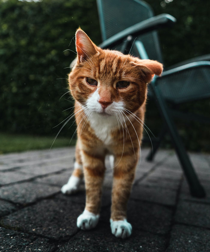 Ginger cat with one ear bent