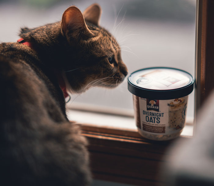 A cat sniffs a plastic box of oats