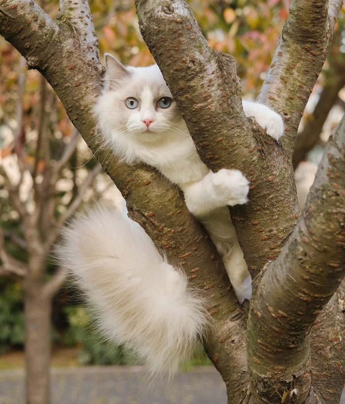 White long haired cat in a tree