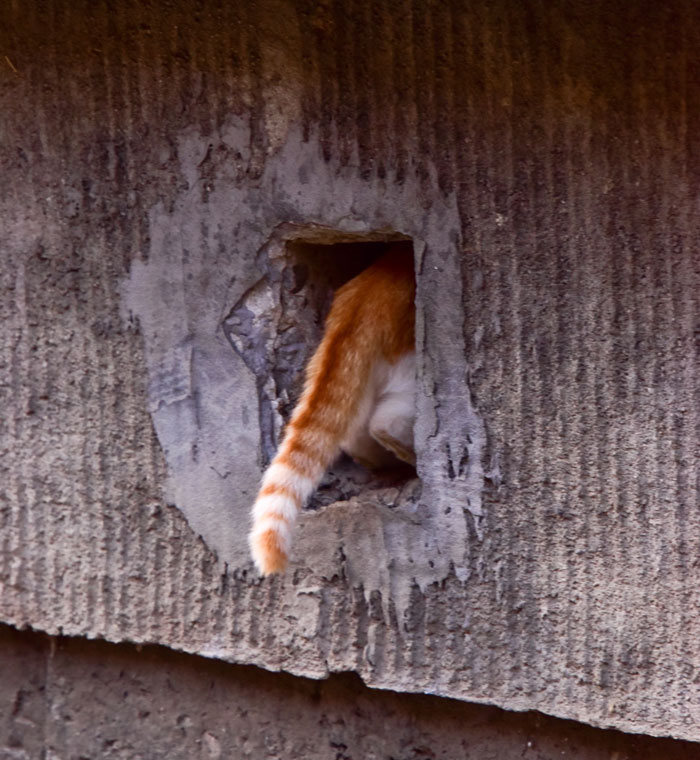 The cat's tail comes out of a rectangle hole in the concrete wall