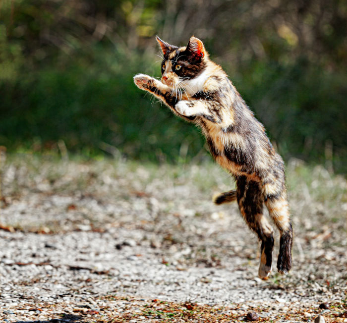 Cat is jumping