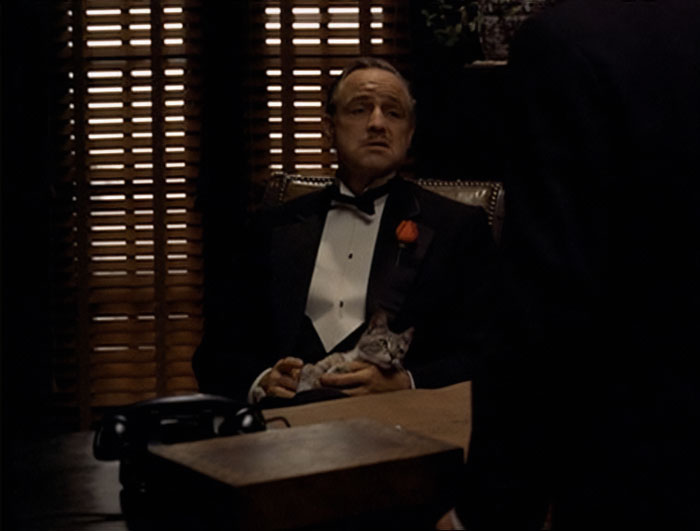 Marlon Brando in a suit sitting near desk and holding a cat