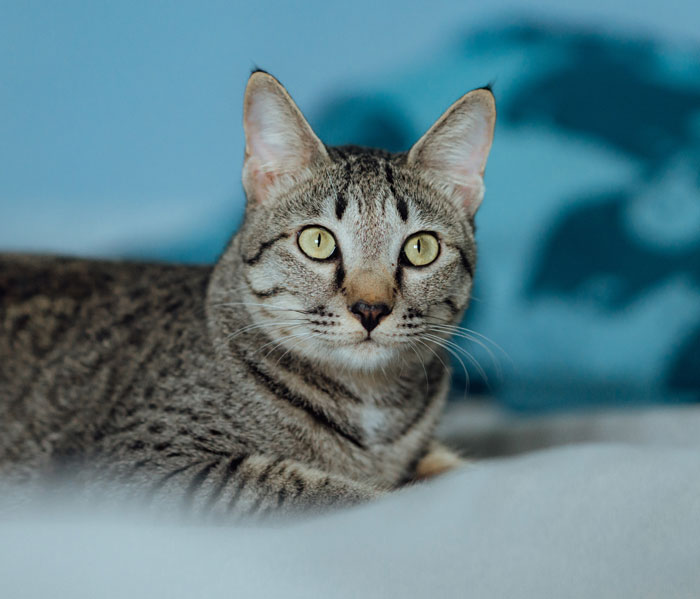 Egyptian Mau cat lying on bed