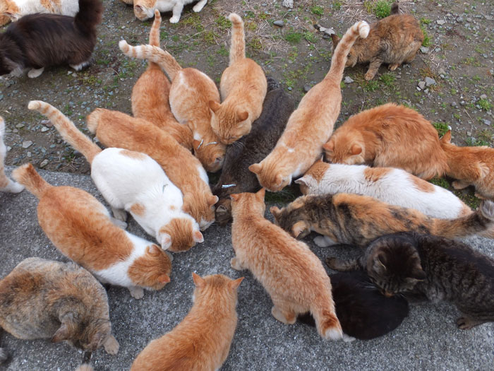 Many cats