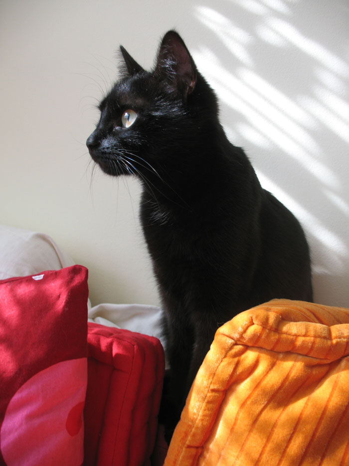 Black cat sitting near soft red and orange pillows