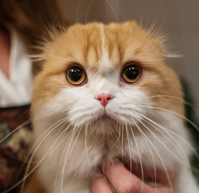 Cats Have A Third Eyelid