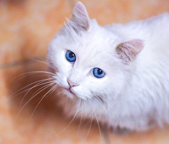 White blue-eyed cat