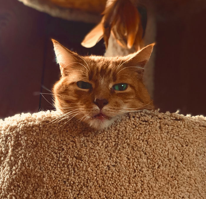 Portrait of orange tabby cat