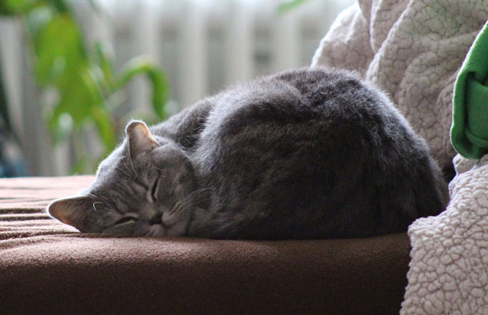 Research Suggests Cats Can Predict Earthquakes