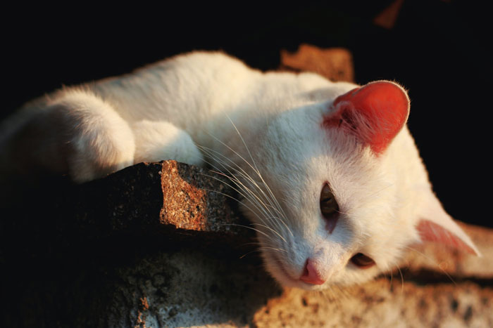 White cat lying