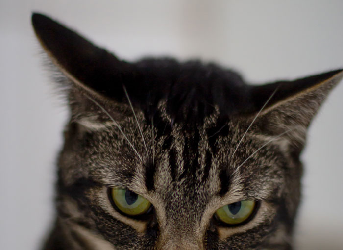 Cats Are Capable Of Rotating Their Ears 180 Degrees