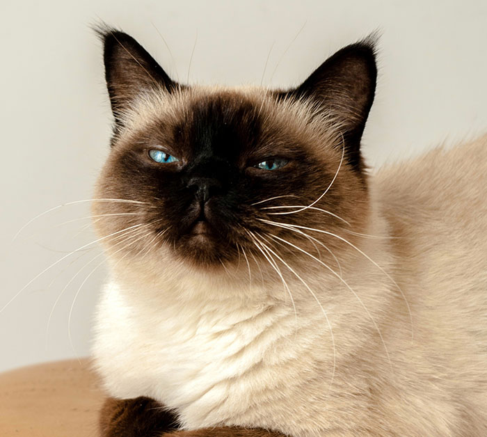 Beautiful Siamese kitten