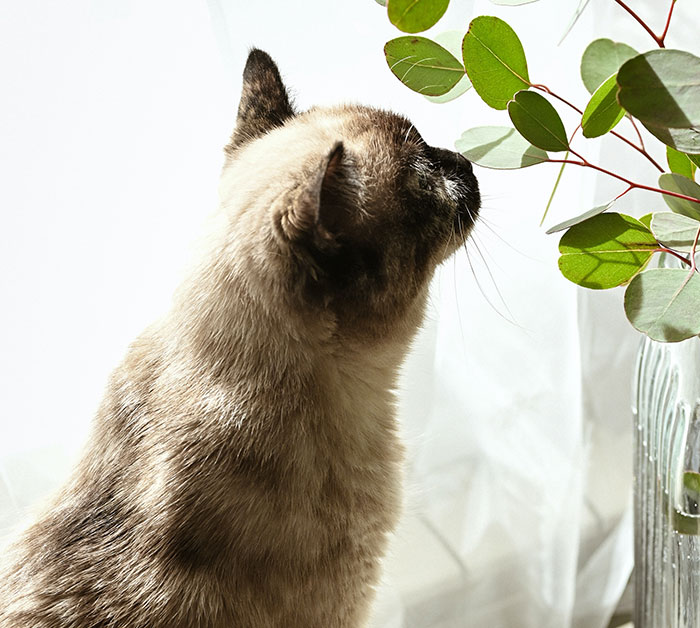 Cat sniffs green olive leaves